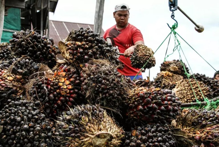Analysts Predict Strong Year For Indonesian Palm Oil in 2026