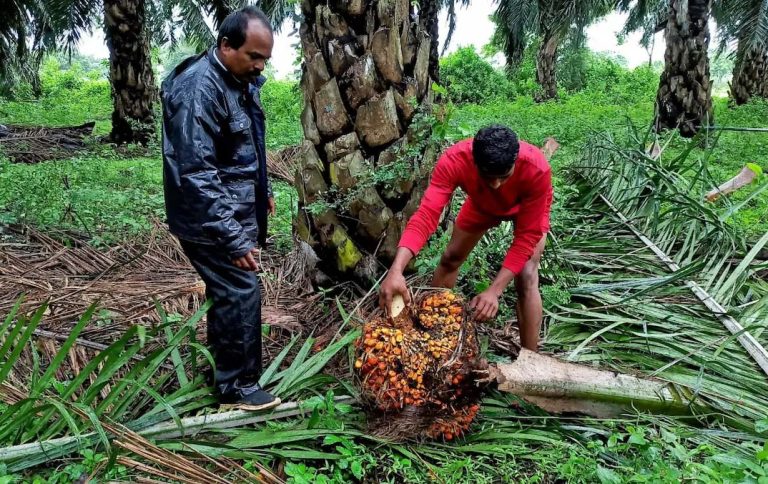 Weak Winter Demand, Rival Oils Push India’s Palm Oil Imports to 8-Month Low