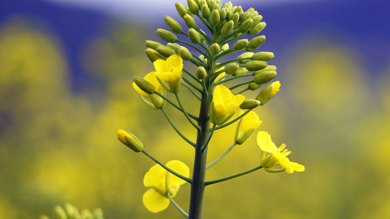 India’s Hotter, Drier February Threatens Rapeseed