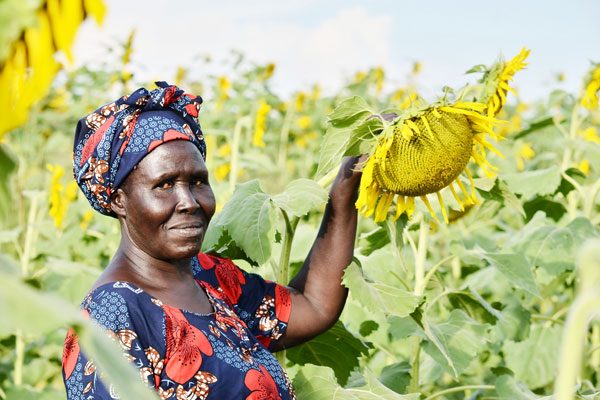 Oilseeds Boom: A Game-Changer for Uganda’s Edible Oil Production