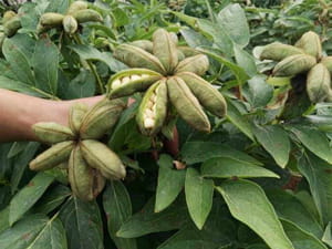 Peony Seed Oil has Powerful Effects: beauty, health care, disease prevention