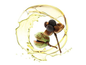 Common Edible Oil Materials