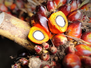 Soybean Planting Below Expectations, Driving Up Palm Oil Prices