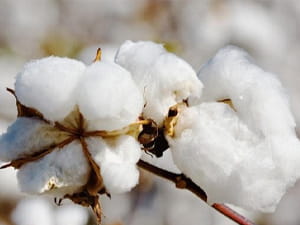 Cottonseed Oil Refining