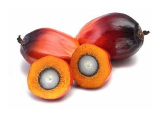 Palm Oil Production Process