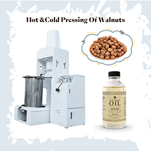 Hot & Cold Pressing Of Walnuts