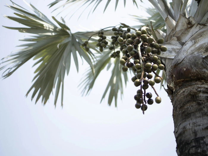 Malaysia’s palm oil production surges: May 2025 data analysis and market outlook
