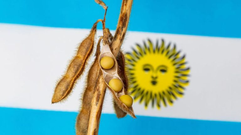 Argentina soybean oil and meal exports will decline
