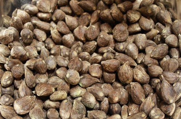 Palm Kernel Pretreatment