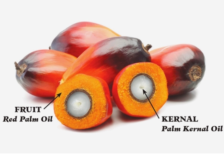 Palm Kernel Oil Production Line: High-Efficiency Processing from Kernel to Finished Oil
